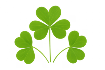 Three green shamrocks symbolizing luck and saint patrick's day