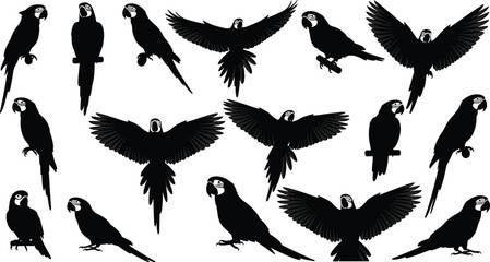Obraz premium Parrot silhouette set, flying and perched macaw poses, tropical bird vector illustration, exotic wildlife animal design collection