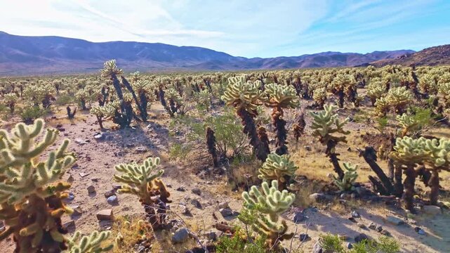 Dense fields of teddy bear cholla create a surreal desert landscape at Cholla Cactus Garden in Pinto Basin California