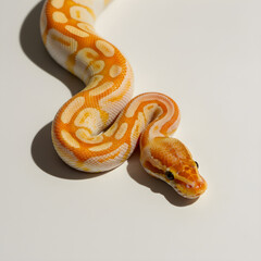 Vibrant Ball Python Morph on Minimalist Background,Elegant Orange Serpent Slithering in Studio