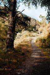 Sunlit dirt hiking trail winding through lush forest on hillside, tall pine tree in foreground, summer nature landscape with copy space sky, outdoor adventure concept; Camino de Santiago, Asturias