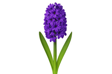 Obraz premium Purple hyacinth flower blooming with green leaves
