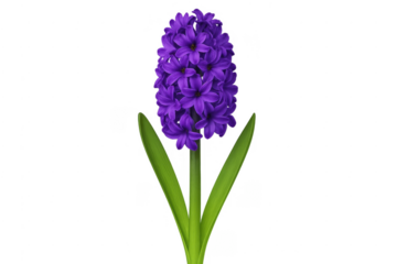 Purple hyacinth flower blooming with green leaves