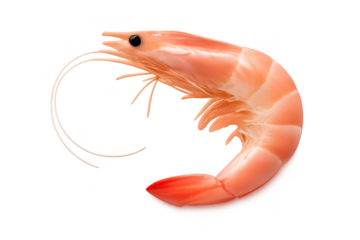 Perfectly Cooked Shrimp isolated on transparent background image view