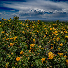 field of yellow roses 