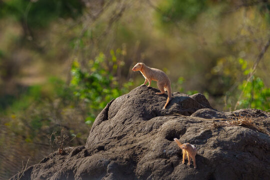 common dwarf mongoose and young (Helogale parvula) on rock with holes in bush in Tarangire National Park alert and looking around for danger