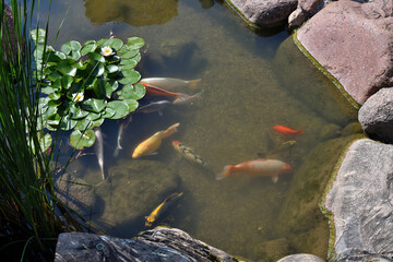 Colorful koi carp in a pond with water lilies