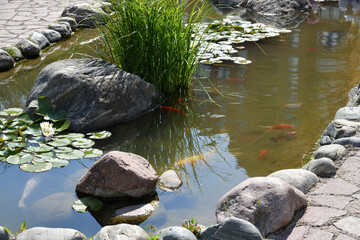 Colorful koi carp in a pond with water lilies