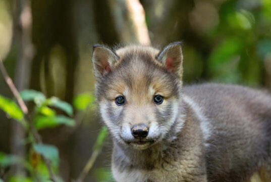 Adorable wolf pup with dark eyes looking ahead from a blurred green forest