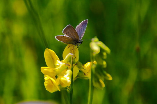 Close-Up of Butterfly on Blooming Yellow Flower in Natural Setting