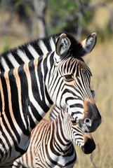 Fototapeta premium Close-up of adult zebra and foal with unique striped patterns in natural setting.