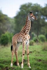 Obraz premium Adorable baby giraffe standing gracefully in a lush green natural habitat