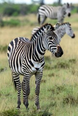 Fototapeta premium Graceful striped zebra standing in a natural grassy savanna landscape