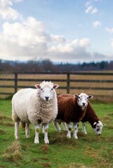 Fototapeta premium Three sheep, two gazing at the camera, one grazing in a green pastoral