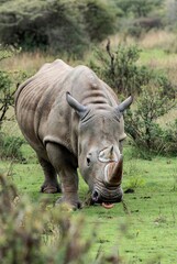 Obraz premium A majestic white rhinoceros grazing on lush green grass in its natural savanna habitat.