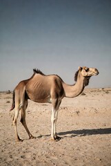 A dromedary camel standing calmly in a vast, sunlit desert environment.