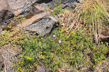 Yellow Ranunculus and Pink Dianthus Flowers in the Rockface of an old Porphyry Quarry in Saxony-Anhalt, Germany
