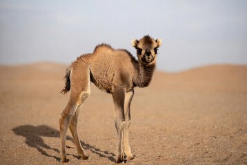 Curious young baby camel standing in the vast sandy desert under a clear