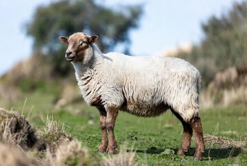 Fototapeta premium A fluffy white sheep with a brown face stands calmly in a sunny green field.
