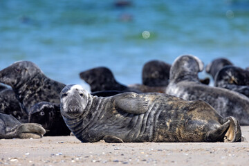 Szarytka morska, foka szara (Halichoerus grypus) © Grzegorz