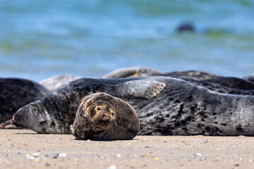 Szarytka morska, foka szara (Halichoerus grypus) © Grzegorz