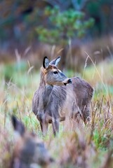 Graceful deer observing its natural habitat amidst tall field grasses