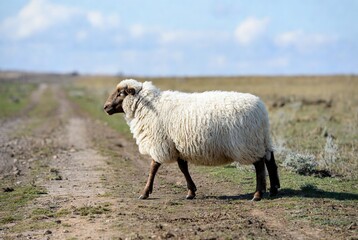 Fototapeta premium A woolly sheep with dark head and legs walks along a dry dirt path under a blue sky.