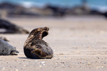 Szarytka morska, foka szara (Halichoerus grypus) © Grzegorz