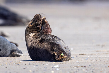 Szarytka morska, foka szara (Halichoerus grypus) © Grzegorz