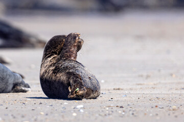 Szarytka morska, foka szara (Halichoerus grypus) © Grzegorz