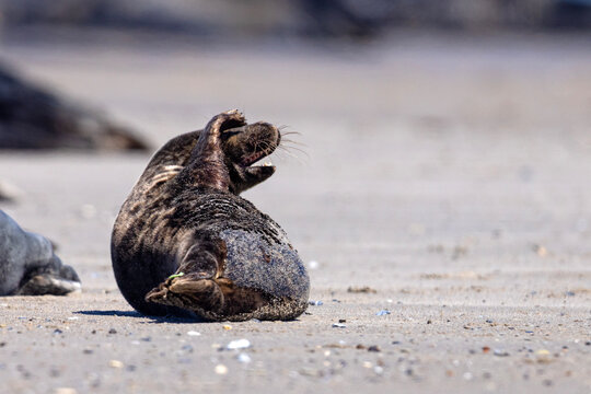 Szarytka morska, foka szara (Halichoerus grypus)