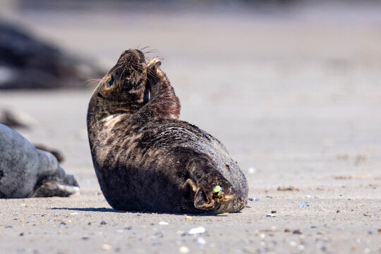 Szarytka morska, foka szara (Halichoerus grypus)