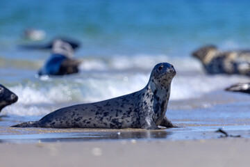 Foka pospolita (Phoca vitulina) © Grzegorz