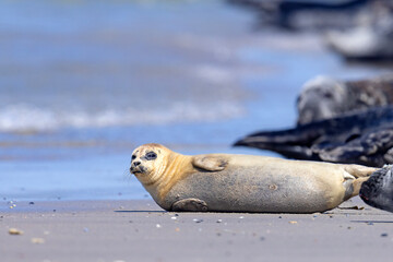 Foka pospolita (Phoca vitulina) © Grzegorz