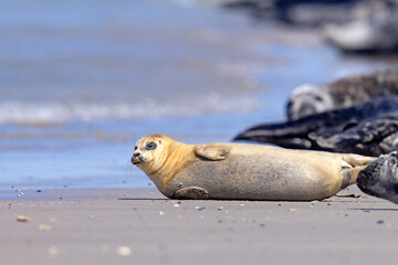 Foka pospolita (Phoca vitulina) © Grzegorz