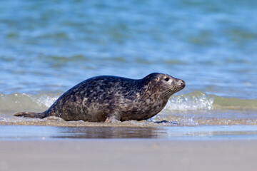 Foka pospolita (Phoca vitulina) © Grzegorz
