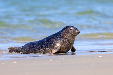 Foka pospolita (Phoca vitulina) © Grzegorz