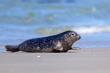 Foka pospolita (Phoca vitulina) © Grzegorz