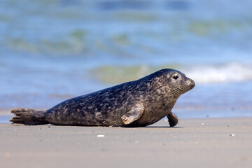 Foka pospolita (Phoca vitulina) © Grzegorz