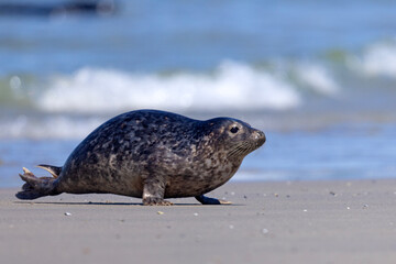 Foka pospolita (Phoca vitulina) © Grzegorz