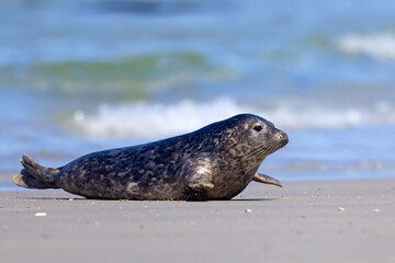 Foka pospolita (Phoca vitulina) © Grzegorz