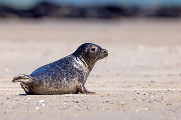 Foka pospolita (Phoca vitulina) © Grzegorz
