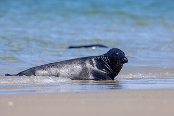 Szarytka morska, foka szara (Halichoerus grypus) © Grzegorz