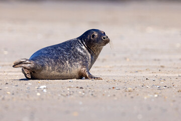 Foka pospolita (Phoca vitulina) © Grzegorz