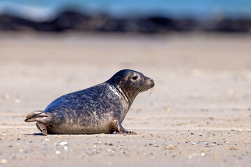 Foka pospolita (Phoca vitulina) © Grzegorz