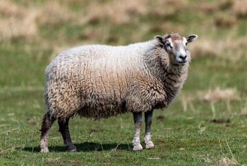 Obraz premium A fluffy domestic sheep standing calmly in a vibrant green pasture field
