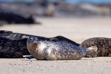 Foka pospolita (Phoca vitulina) © Grzegorz