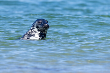 Szarytka morska, foka szara (Halichoerus grypus) © Grzegorz