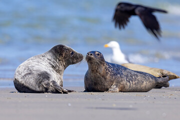 Szarytka morska, foka szara (Halichoerus grypus) © Grzegorz