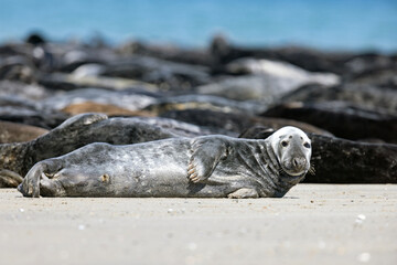 Szarytka morska, foka szara (Halichoerus grypus) © Grzegorz